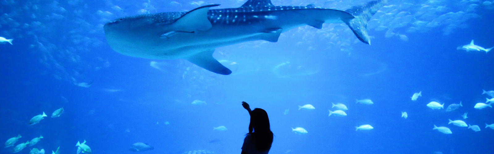 Watching a whale shark swim across