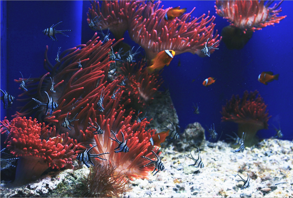 Coral habitat with some fishies