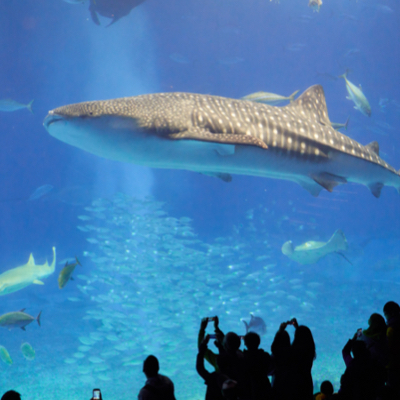 Group taking pictures of the whale shark