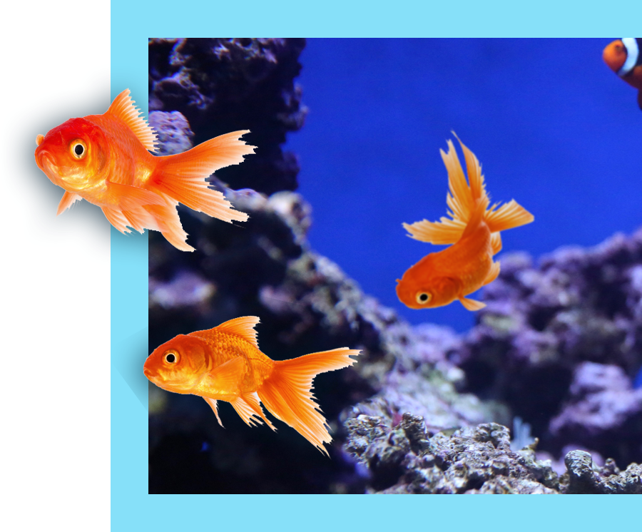 Goldfishes swimming off image