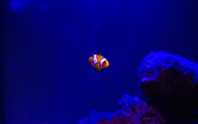 Little real life nemo